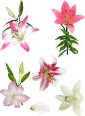 Fototapeta premium set of five lilies on white