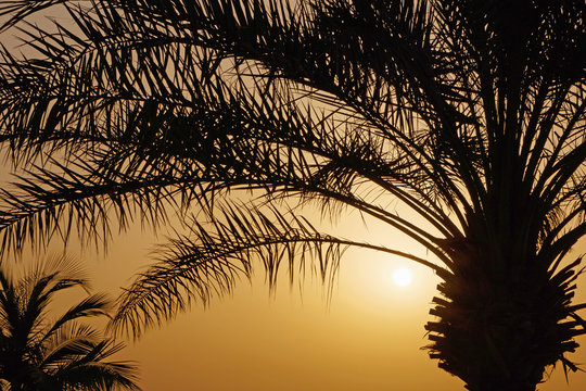 silhouette of palm tree over rising sun