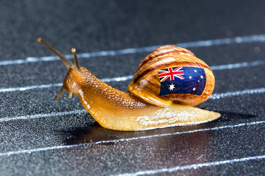 Snail under Australian flag on sports track