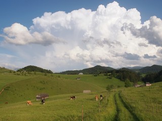 Cows grazing and old wood houses in romanian mountains