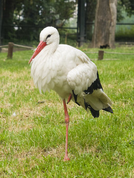 White Stork, Ciconia Ciconia, standing on one leg close-up portrait with defocused background, selective focus, shallow DOF