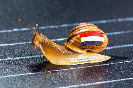 Snail under flag of Netherlands on sports track