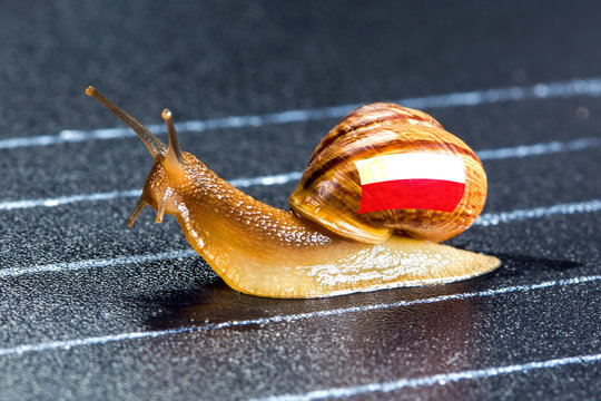 Snail under flag of Poland on sports track