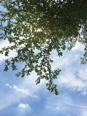 green leave on blue sky and white cloud