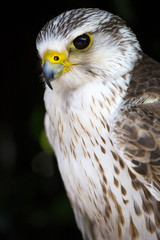 Obraz premium Portrait of a common kestrel isolated