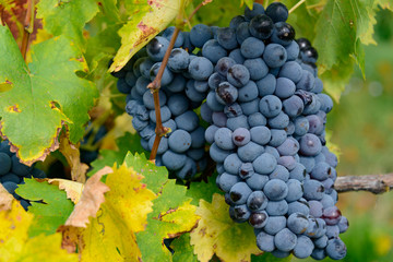 reife Weinreben im Herbst