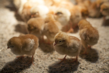 group of new born chicks