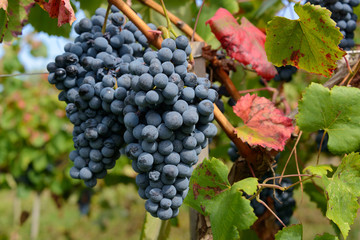 Rotweinrebe am Stock