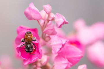 beautiful violet flower and bee
