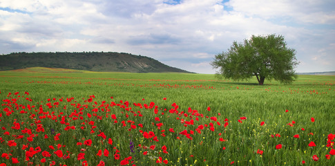 Lonely tree, poppies on the field and mountain.