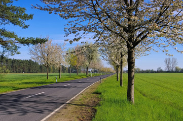 Kirschbluetenallee - cherry blossom avenue in spring