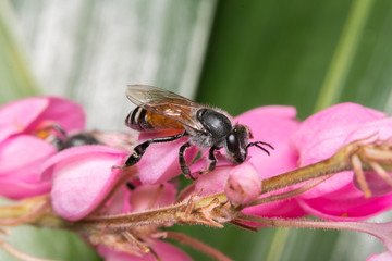 beautiful violet flower and bee
