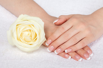 Beautiful female hands with french manicure near rose
