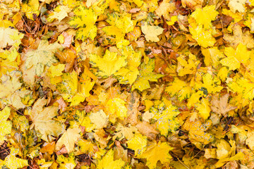 group of autumn orange leaves background