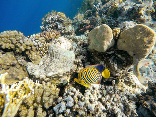 Fototapeta na wymiar Coral and fish in the Red Sea. Egypt