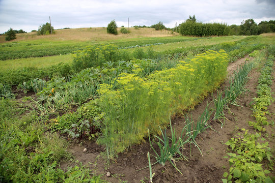 Selbstversorger Bioanbau Feld mit Gemüse und Kräutern Acker