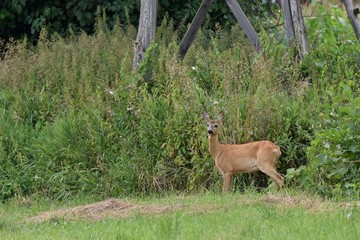 Reh im Spreewald