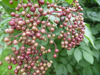 detail of an unripe elderberry fruit