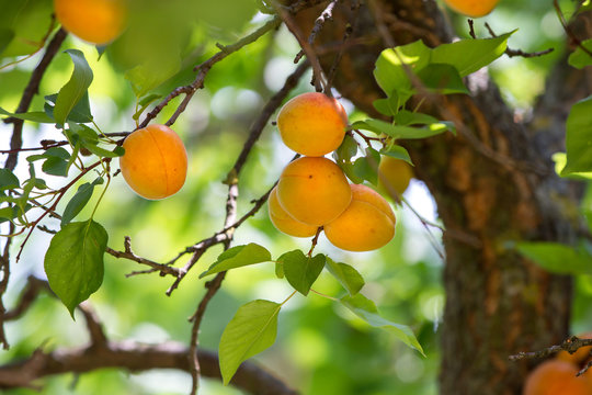 Fototapeta ripe apricots on tree before harvest