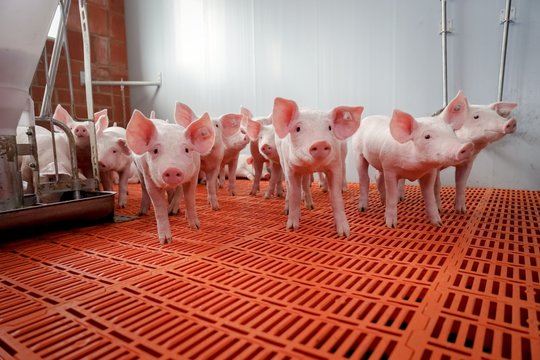 Neugierige Ferkelgruppe im modernen Aufzuchtstall