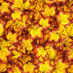 Seamless pattern with autumn yellow and red maple leaves, hand painted watercolor illustration for fabric, textile, wrapping paper, card, invitation, wallpaper, web design.