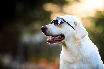 Portrait of Labrador retriever close up.