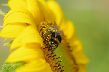 Bumblebee collecting pollen from a sunflower. Close up