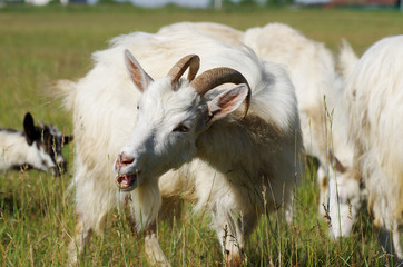 Obraz premium Goat on a pasture