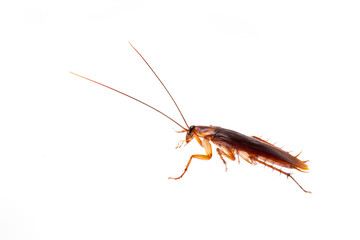 cockroach isolate be alive on white