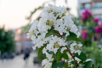Cherry blossoms Judas tree in Turkey, white flowers.