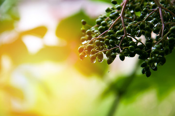 Unripe elderberry after rain
