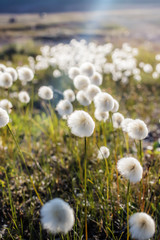 fluffy flowers in the tundra