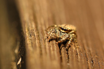 Springspinne