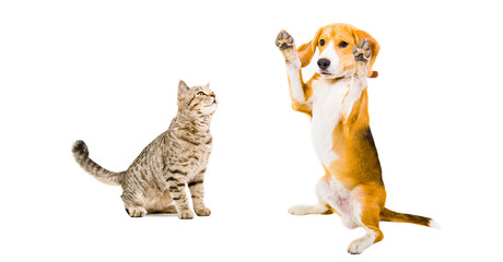 Cat Scottish Straight and playful Beagle dog 