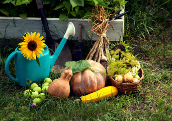 Rich Harvest in the Garden of the high beds and Garden Tools (Pu