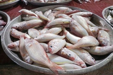 Fresh fish at farmers seafood market