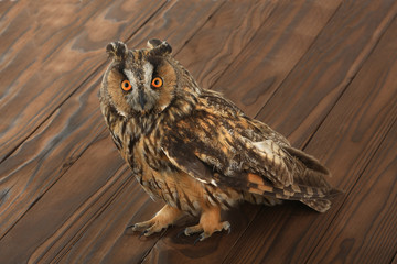  owl