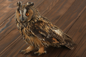 owl