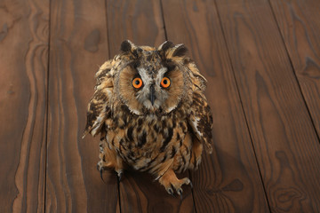  owl