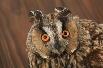 portrait  owl