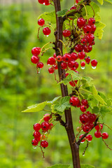 Cluster Of Currants