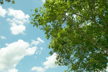 Fototapeta premium Beautiful tree.
