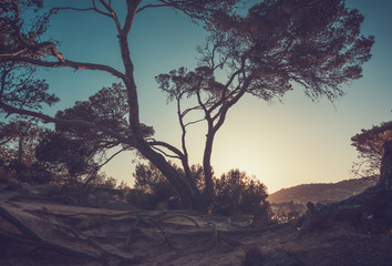 Fototapeta na wymiar Sprawling tree branches in sandy soil at sunset