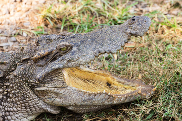 wildlife crocodile sunbathe open mouth and relaxing on the grass