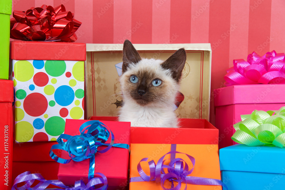 Wall mural Siamese kitten with blue eyes in red christmas present box, ribbons and bows on presents around her on a red striped background looking at viewer. copy space