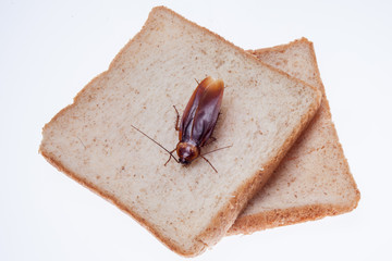 cockroach eating bread on white background
