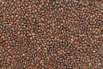 Organic Elaeagnaceae or deciduous shrub (Hippophae rhamnoides) seeds. Macro closeup background texture. Top View.