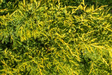 thuja green natural background, a beautiful sunny day