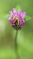 Red clover