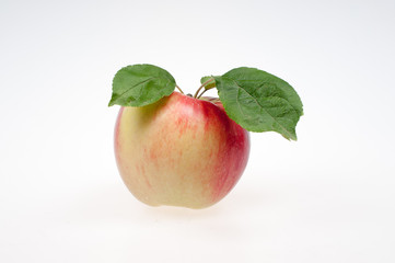 Apple fruit